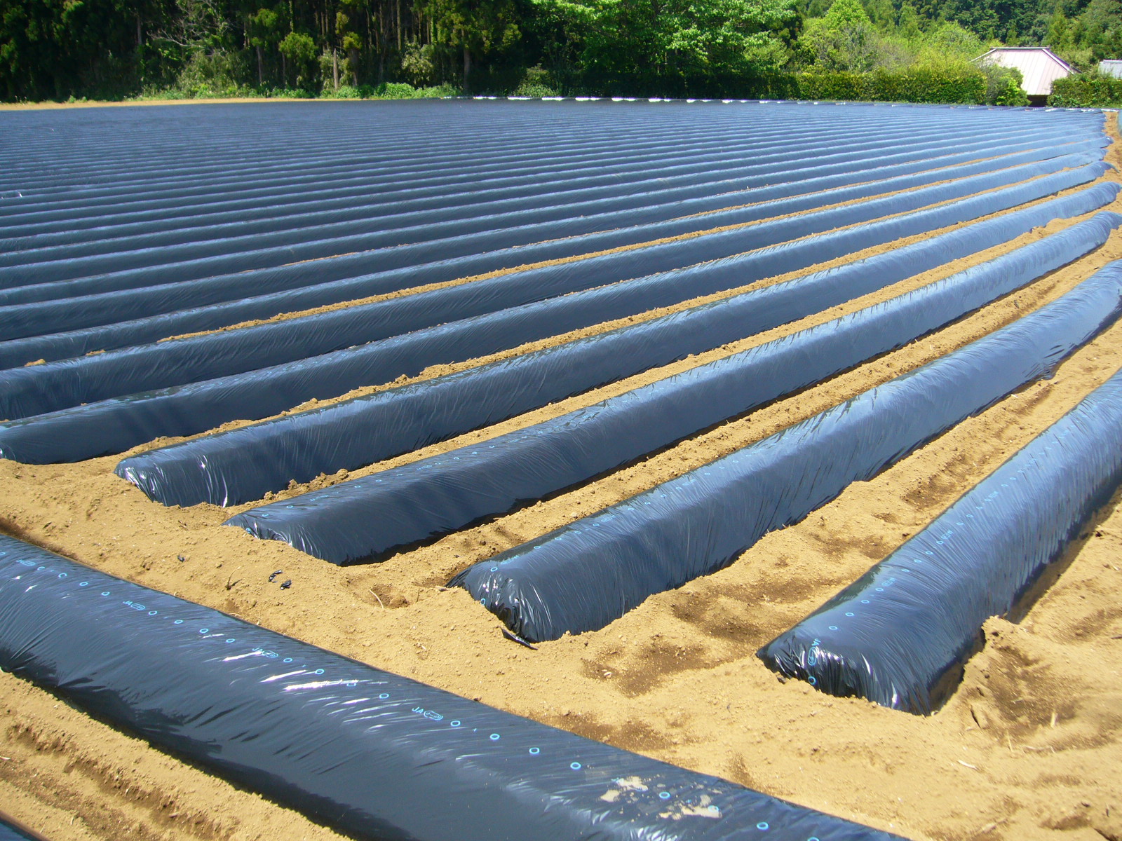 Mulch,sweet_potato_field,katori-city,japan